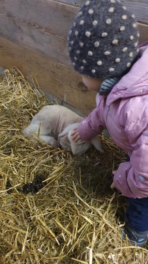 Hinterreithlehen - Ferienwohnung Am Bauernhof Mittersill Kültér fotó