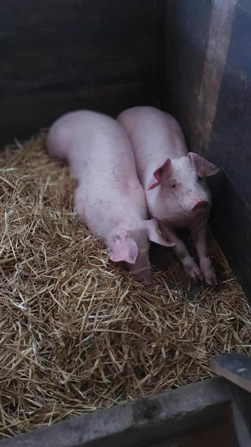 Hinterreithlehen - Ferienwohnung Am Bauernhof Mittersill Kültér fotó