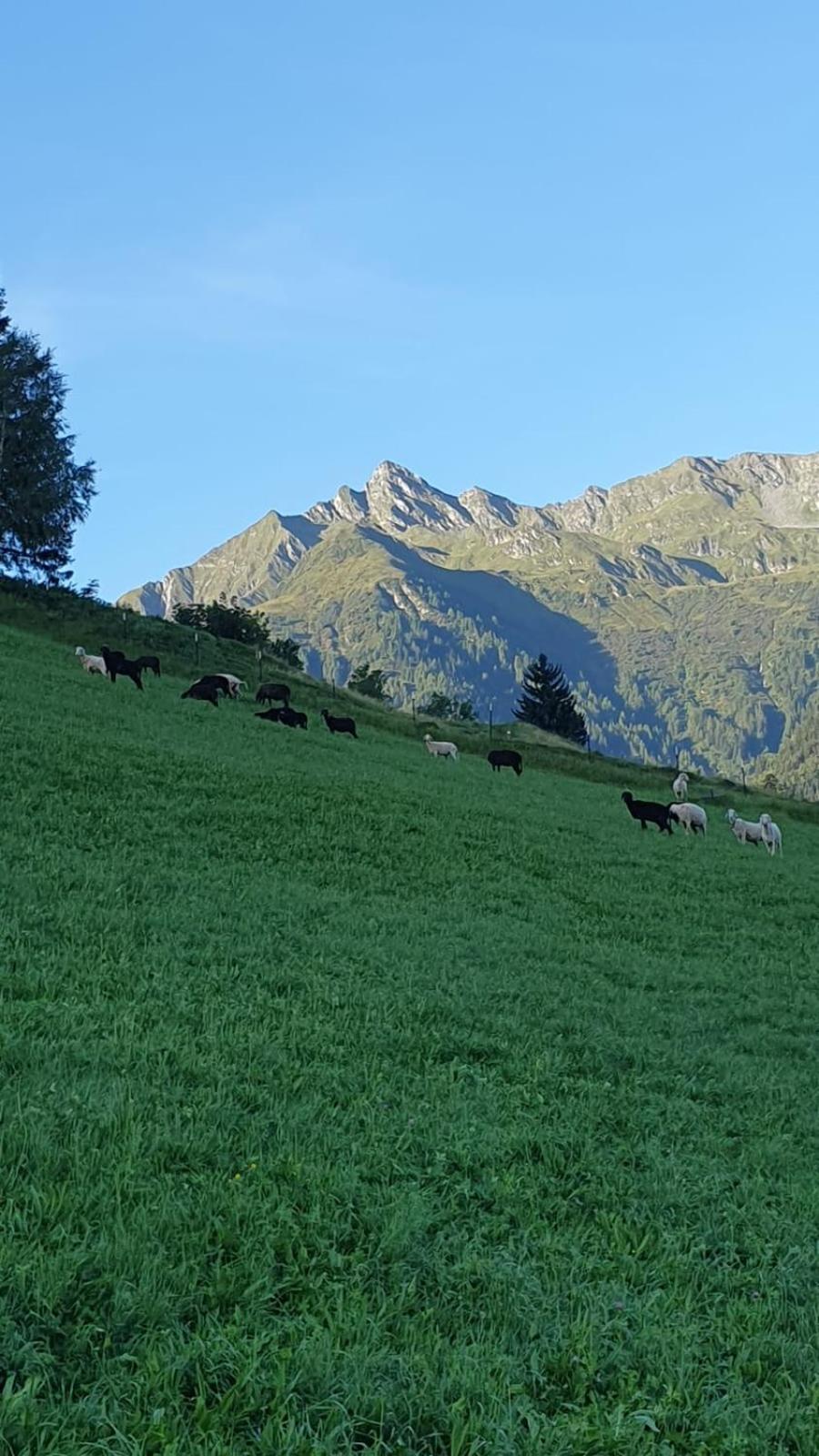 Hinterreithlehen - Ferienwohnung Am Bauernhof Mittersill Kültér fotó